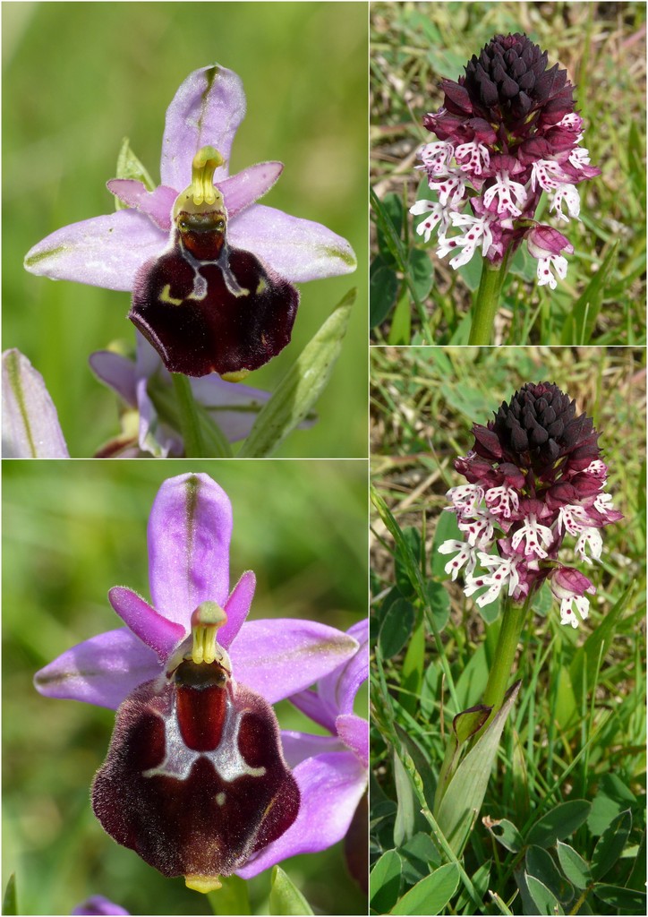 La Valle delle orchidee, Sassano e Monte San Giacomo 9 e 10 maggio 2015